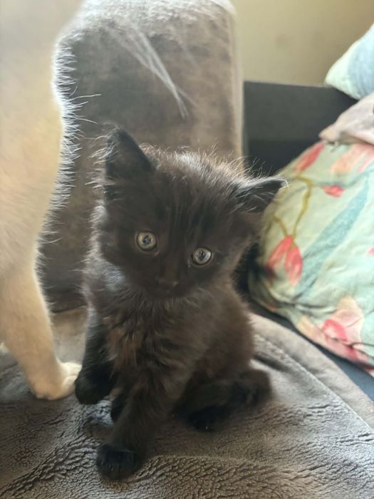 REZERWACJA! Oddam kotke czarna przeświity brązu