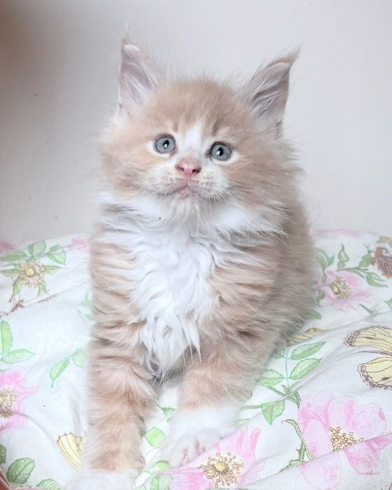 Maine Coon - Piękny kocurek !