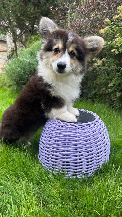 Продаються цуценята Вельш Коргі пемброк