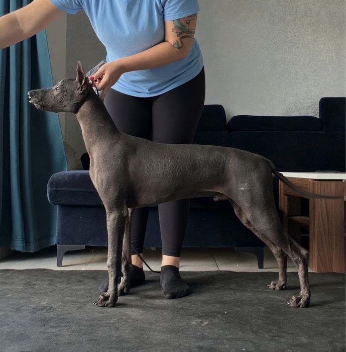 Nagi pies meksykański, xoloitzcuintle standard samiec