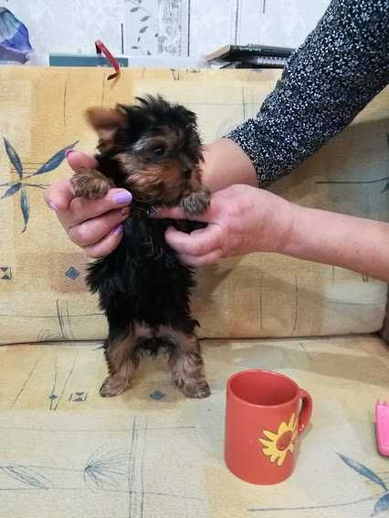 Йорки, що підкорюють серця – чарівні малюки для щасливої сім’ї