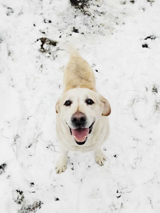 Oddam labradora kremowy