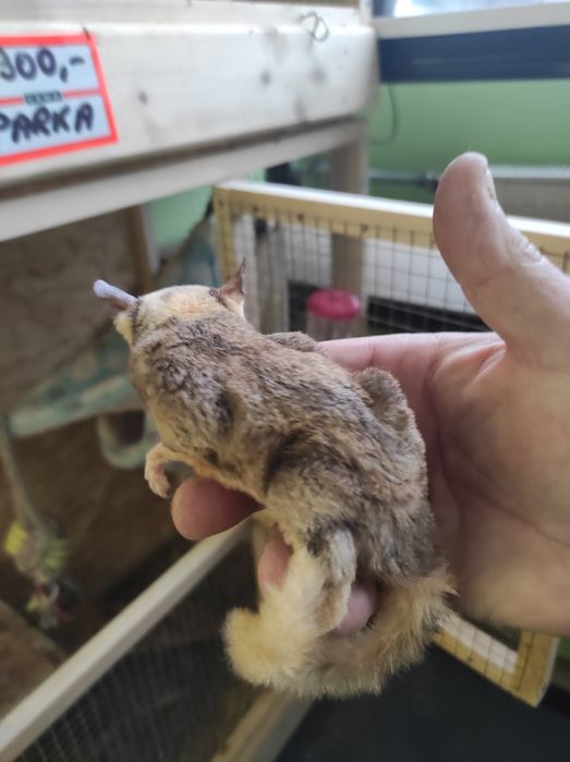 Lotopałanka karłowata okazja