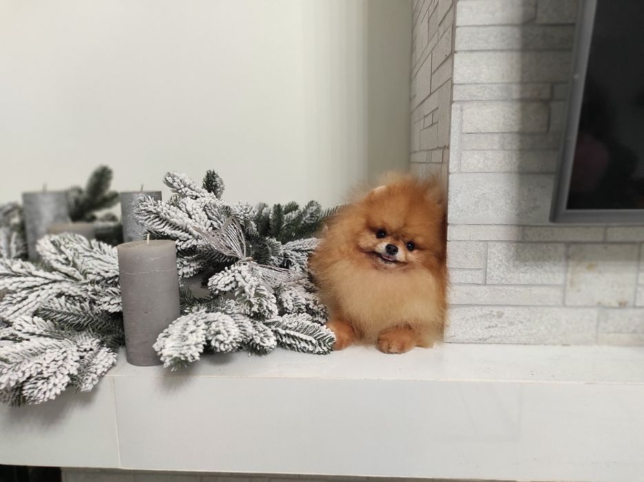 Померанский шпиц вязка