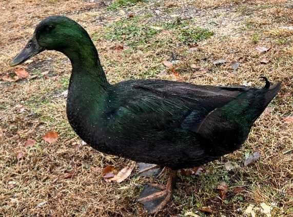 jajka lęgowe kaczek cayuga