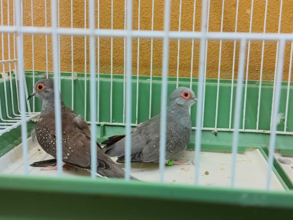 Casais rolas diamante