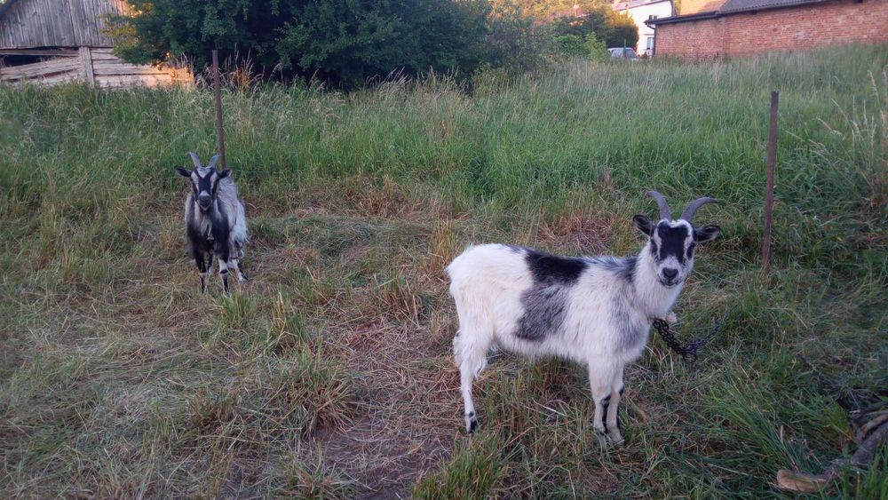 Гарні КОЗИ, шукають, добрі руки і гарний дах над головою.