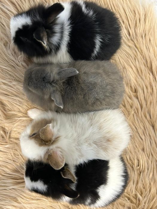 Króliczki Karzełki Teddy