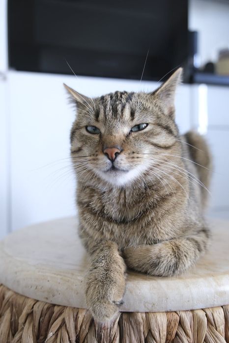 Rysiu…Ryś szuka domu