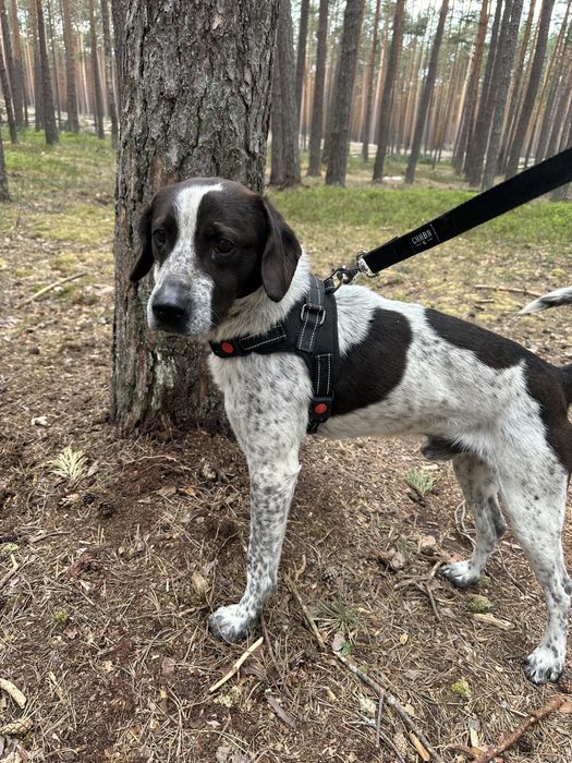 Psiak pełen miłości czeka na adopcję