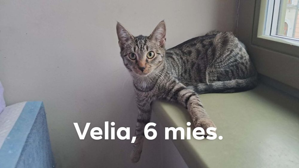 Kocięta szukają domu