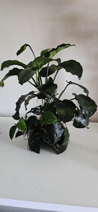Roslina akwariowa Anubias