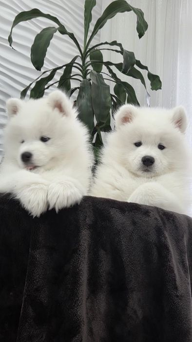 Samoyed 10 tygodni