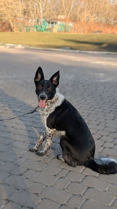 Молода собака шукає родину, Київ
