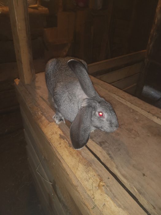 Європейська шиншила