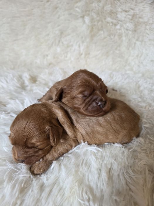 Cavapoo szczeniak cavalier & pudel