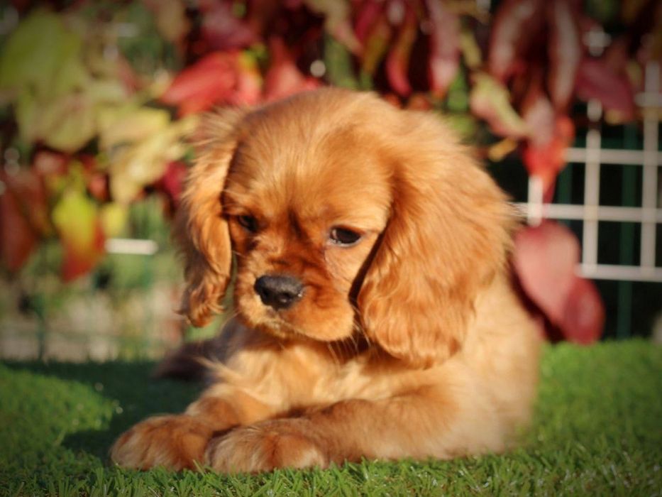 Кавалер Кінг Чарльз спаніель