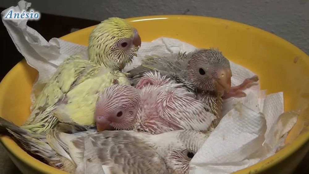 Vendo piriquitos domesticados