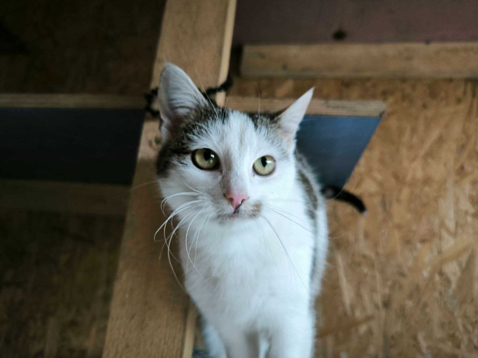 Przyjazna kotka prosi o dom