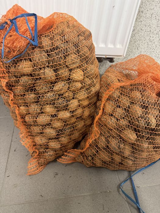 Orzechy włoskie zbior 2024