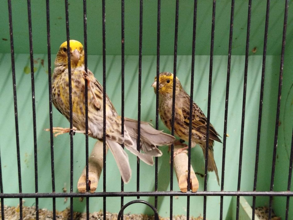 Canários lizards só fêmeas