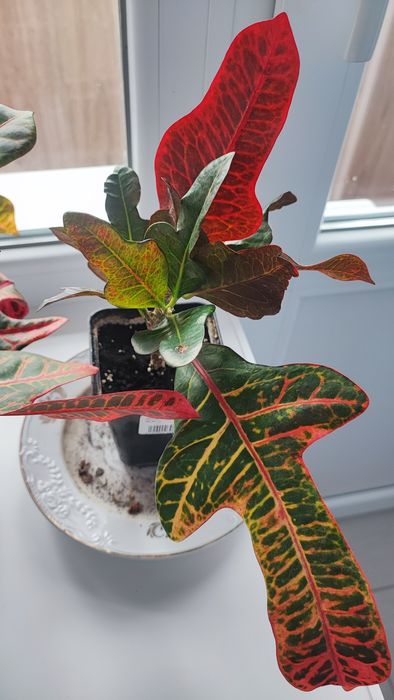 Кімнатна рослина Кротон