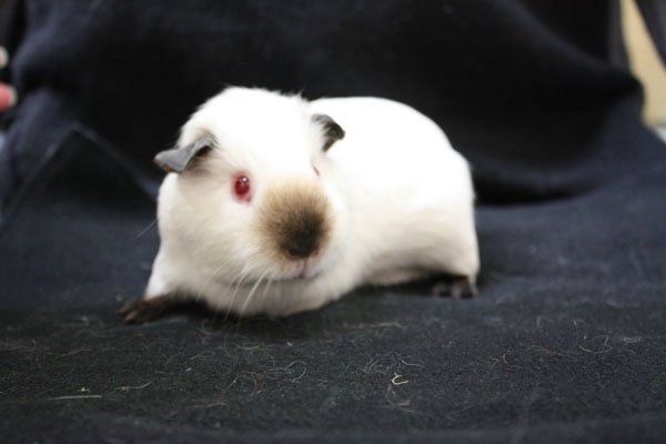 Віддам морську свинку хлопчики