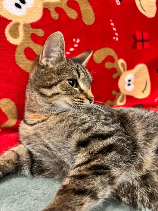 Śliczna buraska Rysia