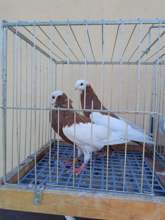 Gołębie siodłate.