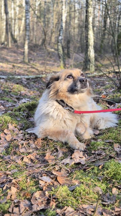 Cudowna, puchata sunia Idzia szuka domu