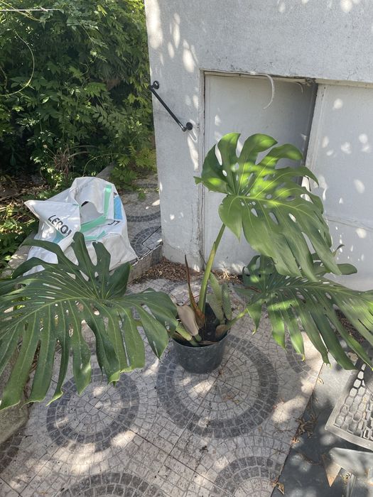 Monstera, costela de adão.