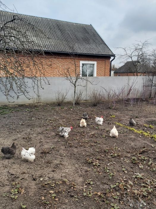 Кури КОКІНХІН  карликовий. КОКИНХИН