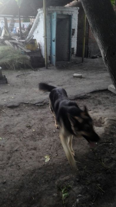 Жених ищет невест