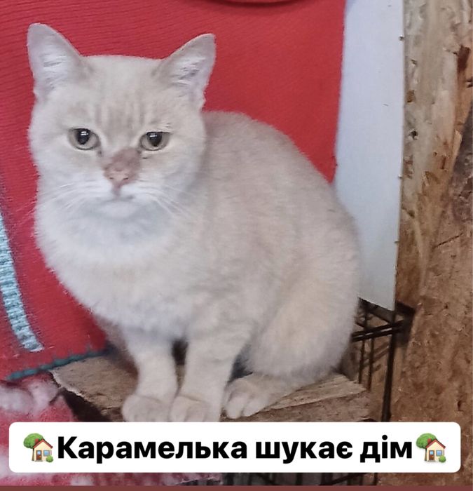 Карамелька шукає дім! 1-1,5 роки. Стерилізована