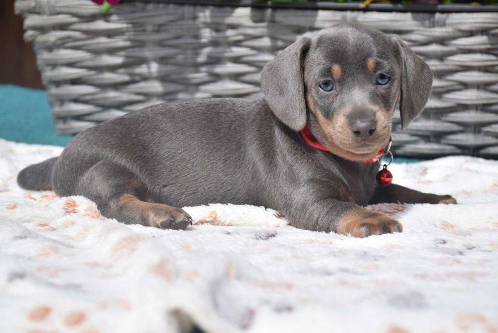 Teckel blue disponível