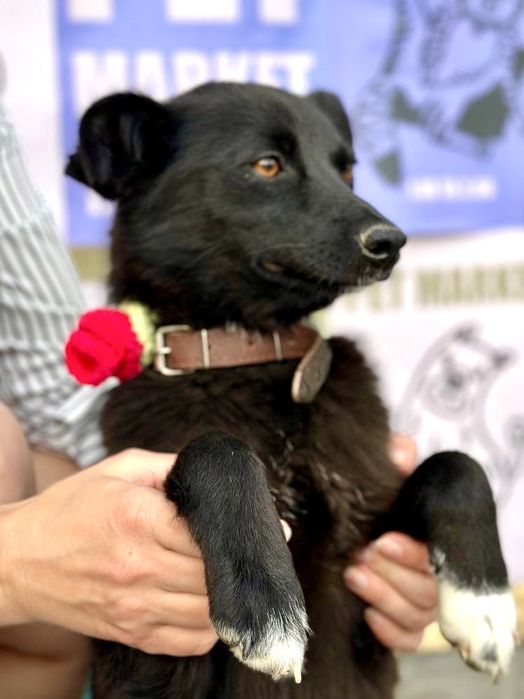 Девочка ищет хороший дом