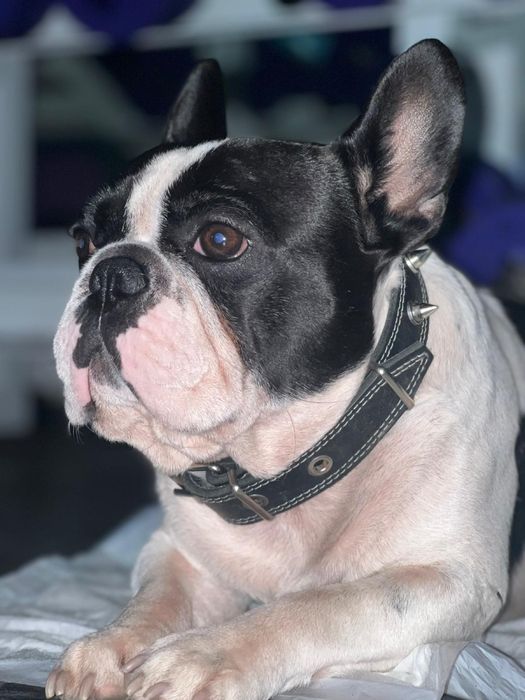 Французкий бульдог шукає даму для продовження роду