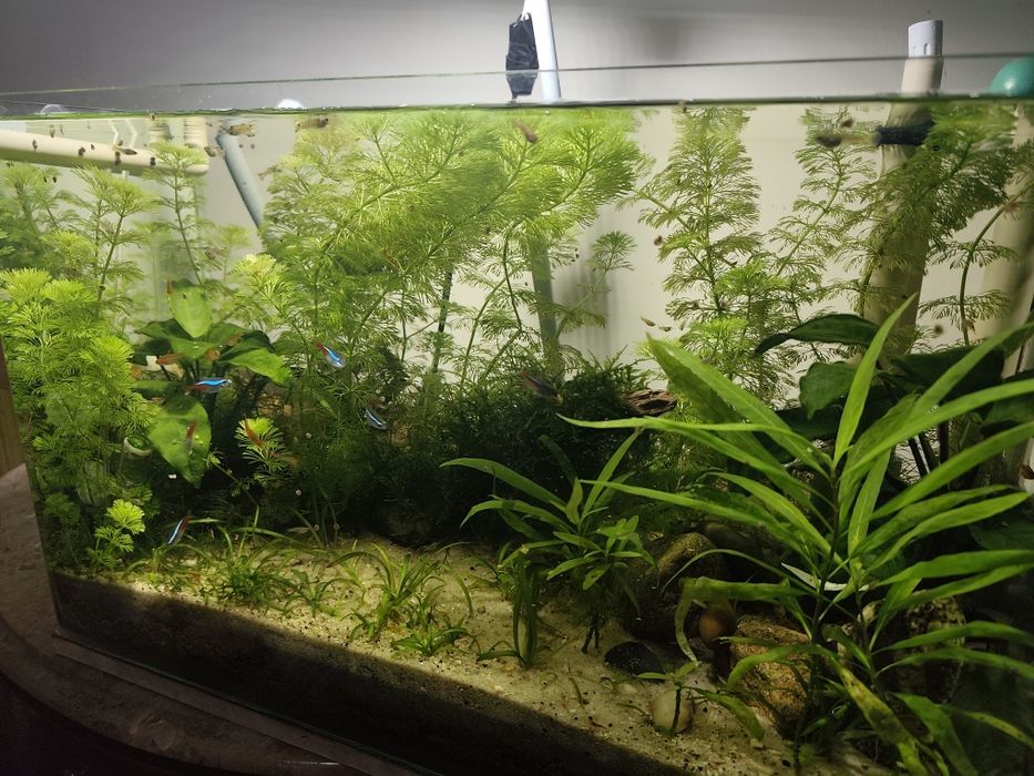 Aquário Plantado Completo 72L – 300 €