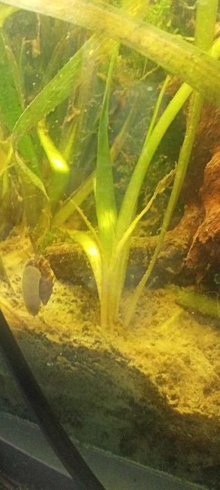 Vallisneria spiralis "Tiger" Roślina do akwarium słodkowodnego.