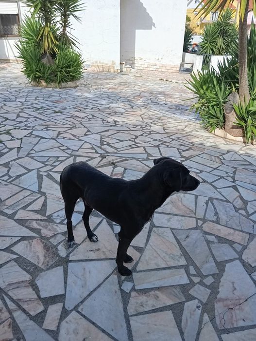 Doação de Cãozinho brincalhão