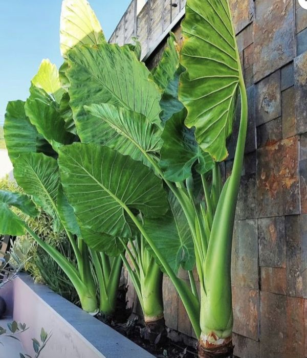 Alocasia orelha de elefante