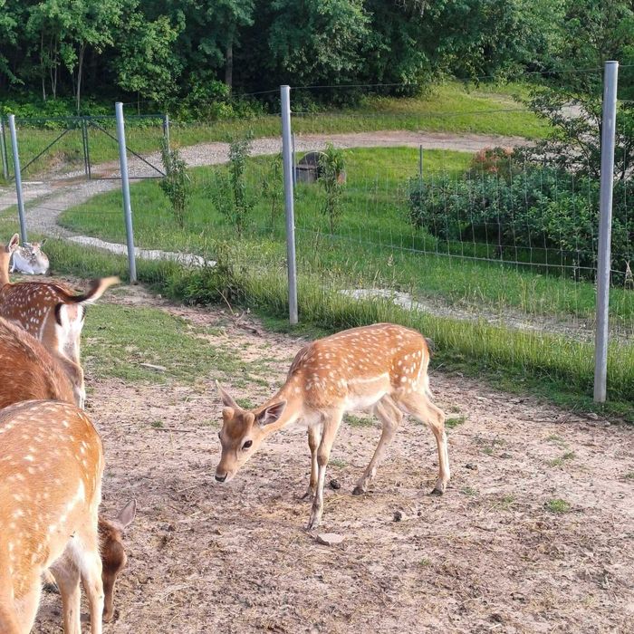 sprzedam daniele w różnym wieku