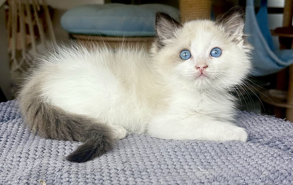 Ragdoll kociak, kocurek, kotek