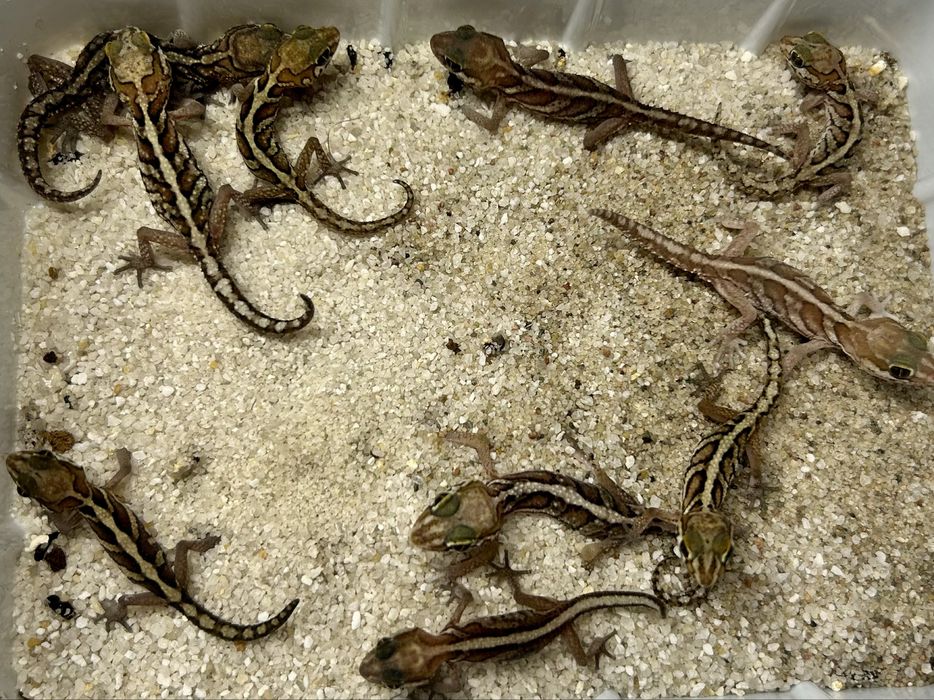 Gekon madagaskarski (Paroedura pictus)