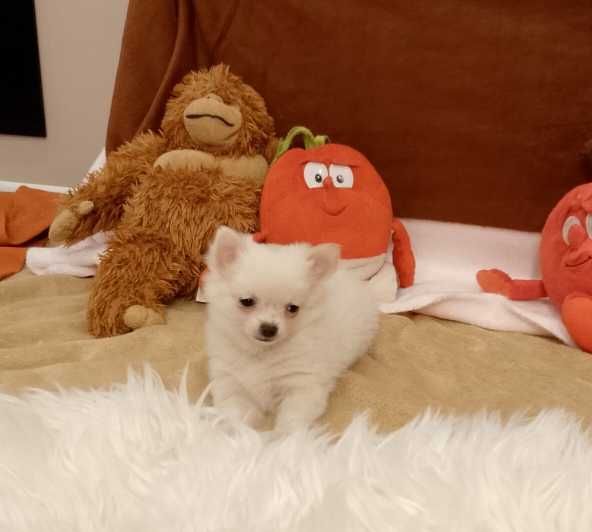 Chihuahua chłopiec długowłosy