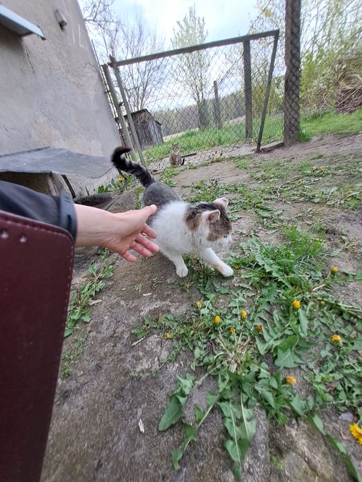 Fajny przyjazny błąka się j błąka