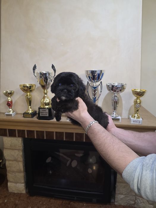 Piesek Shih-Poo Mama shih tzn tata pudel