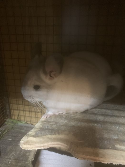 Домашні улюбленці-гризуни