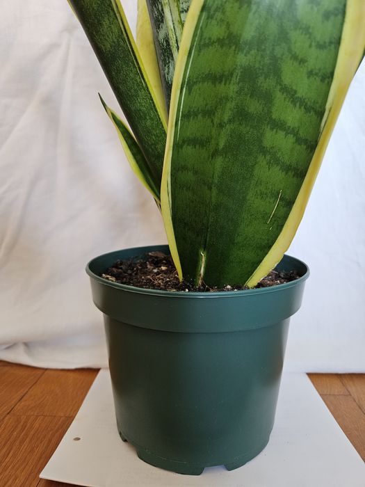 Planta Espada de São Jorge Vaso plástico Verde 16 cm
