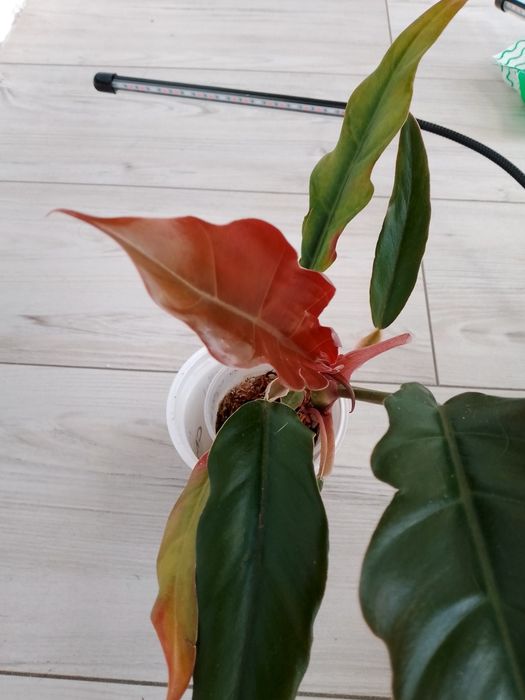 Філодендрон "Caramel Marbl pink"